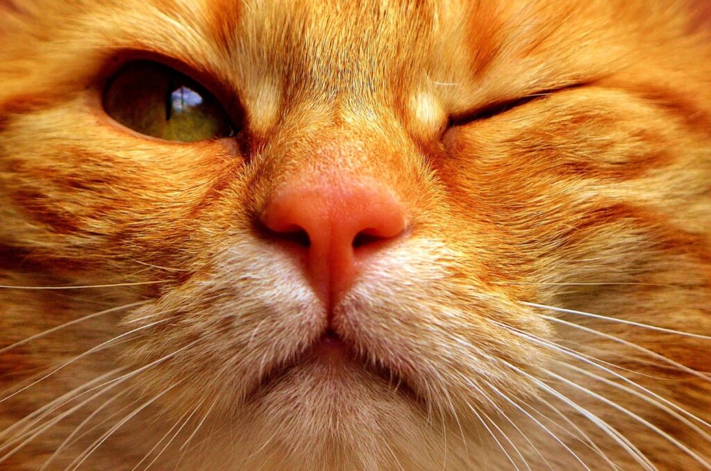 Orange cat winking