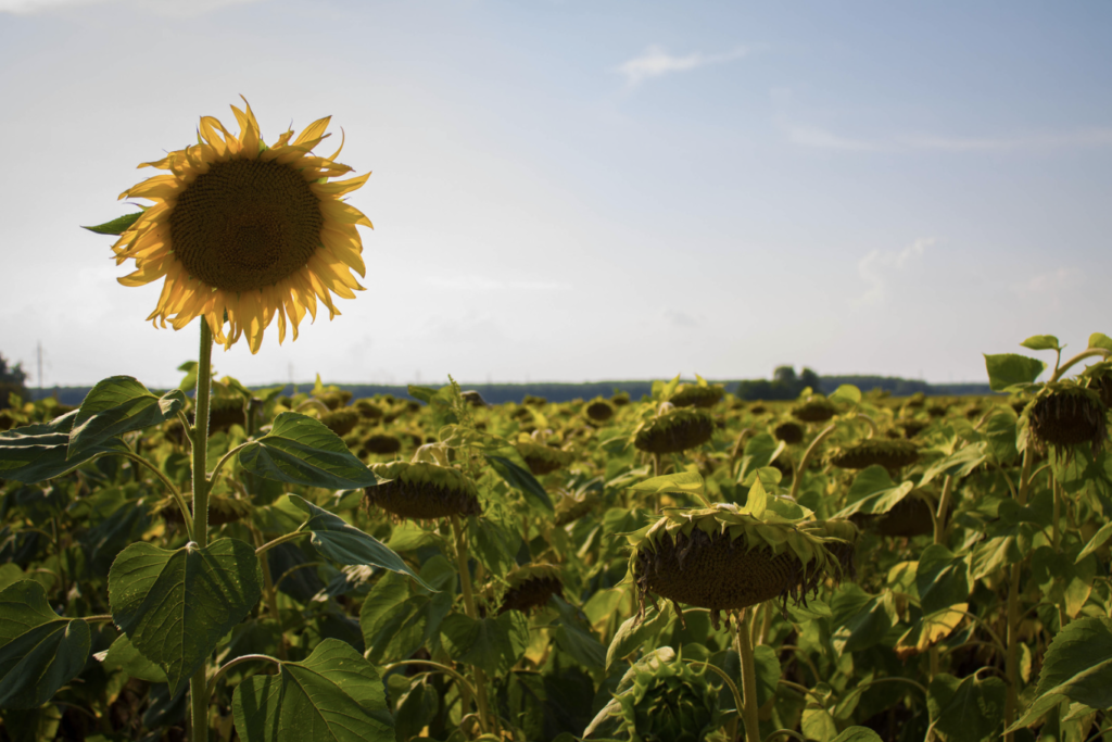 A sunflowers field